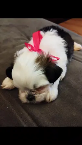 E o Pedrinho convenceu o papai a ter seu próprio PET. E lá vem o MAX!! Oreo não curtiu muito, mas as crianças adoraram!! #amorpet  #shitzu  #max @Giovannaaaaaaaaaaa😁❤️ 