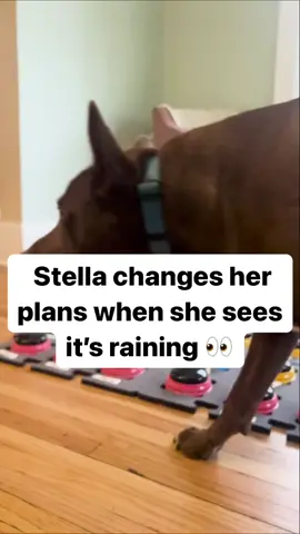 Does your dog go outside first thing in the morning, before breakfast? Stella normally shares this routine too, but when she looked at the door earlier and saw that it was raining, she said 