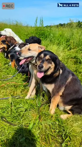 All dog breeds in one Place #shorts #viral #pets #dogs 