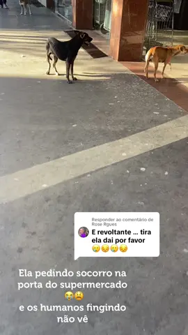 Respondendo a @Rose Rgues É triste, mas é a realidade dos doguinhos de rua, são invisíveis aos olhos humanos. #resgatados #maustratos #resgatadinhosdajess #doguinhosderua #resgateanimal #chuva #ajude #dog #yyyyyyyyyyyyyyyyyy #vaiprofycaramba #maustratosécrime 