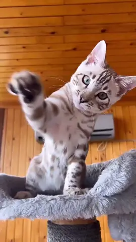 #catsoftiktok #foryou 