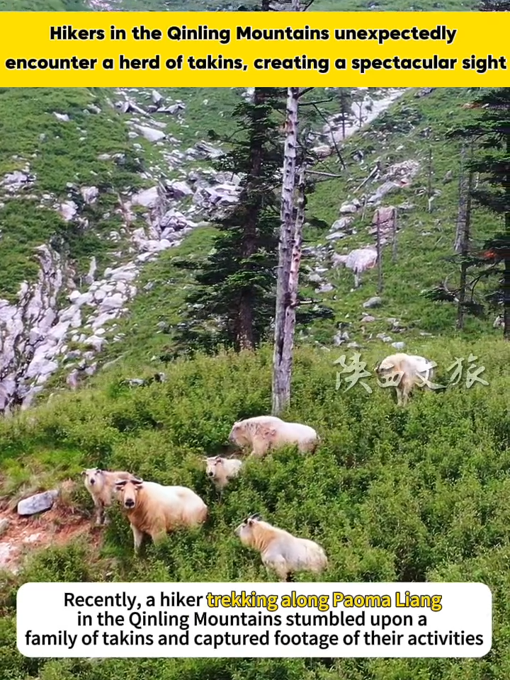 An unexpected encounter in the Qinling Mountains! While trekking along Poma Liang, a hiker stumbled upon a family of serows, capturing this stunning moment of wildlife in action.
