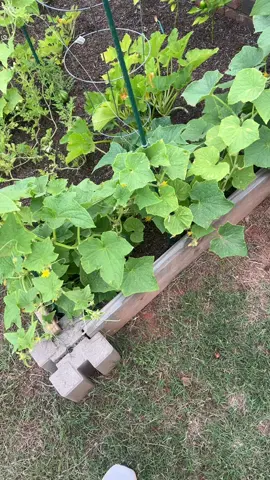 Garden woes #gardentok #fatcucumber #choade 