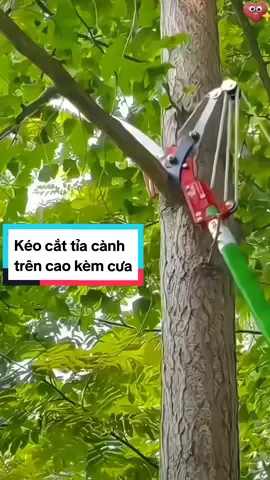 Kéo hái hoa quả, kéo cắt cành cây trên cao, mẫu nâng cấp có kèm cưa kéo cắt tỉa cành cây trên cao, bác nào cần thì mua về dùng nha, cách cắt tỉa cành thao tác đơn giản lắm các bác nhe #keocatcanhcaytrencao #keohaihoaqua #keocatcanhcay #keocatcanhcaycao #xh #keocattiacanhcay #keo #xuhuong 