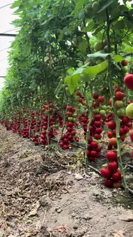 #aspendostarım #tarım #tomato #tomatoes #domates #field #product #farmlife #farm #seed #red #traktor #green #greenscreen 