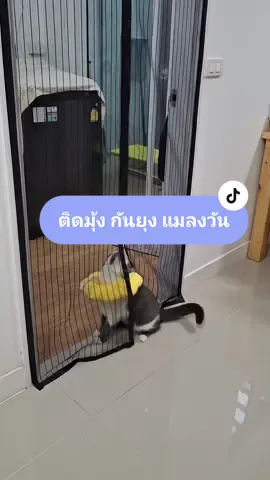 หน้าฝนแล้ว ⛈️  มียุง แมลงวัน 🪰 หาติดมุ้งประตูแม่เหล็กแบบไม่ต้องเจาะ เลือกแบบที่แมว เข้า- ออก ง่ายๆ #มุ้งกันยุง #มุ้งกันแมลงวัน #มุ้งแม่เหล็ก #มุ้งแมว #มุ้งประตูกันยุง 