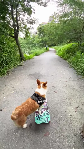 The dog skateboards#dog #puppy #funny #dogsoftiktok #fyp 