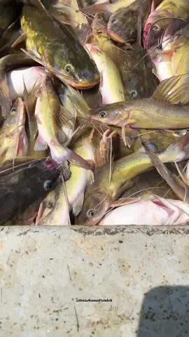 Si kuning saiz mega #baung #baungkuning #orisungai #916 #fyp #alhamdulillah 