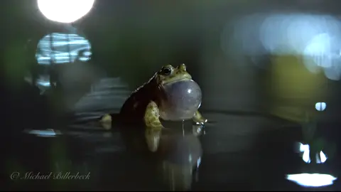 Toad calling at Night Kröte quakt bei Nacht #toad #toads #amphibia #bufo #bufobufo #commontoad #europeantoad #call #calling #sound #sounds #naturesounds #night #erdkröte #amphibia #kreuzkröte #kröte #wechselkröte #knoblauchkröte 