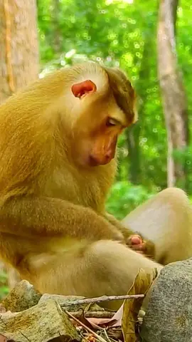 #adorablemonkey #monkeyvideo #cutebabymonkey #babymonkey #abandonedmonkey #abandonedmonkey #funnymonkey #monkey #adorablemonkeybabies #videomonkey 