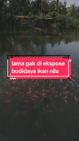 Pembesaran nila menggunakan pakan full ruby hg #budidayalele #pakanikandeheus #budidayanila #CapCut 