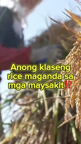 Anong klaseng rice maganda sa maysakit? #healthtips #healthyliving  #patientcare #naturopathicmedicine #naturopathicdoctor #naturalhealing #docchanie #teamdocchanie 