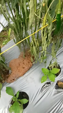 cabe merah terserang layu fusarium..