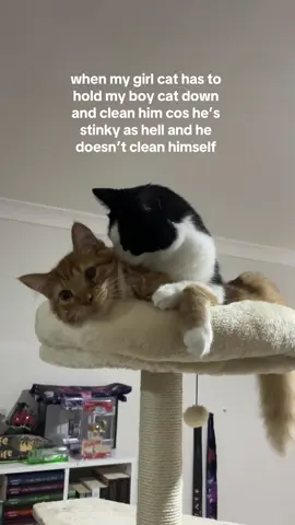 if ur gonna get a cat get a girl cat first 😭 #catsoftiktok 
