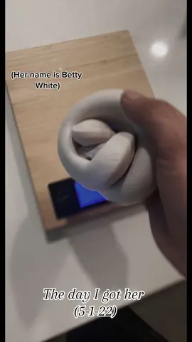 2 years. I have exclusive content. Subscribe on instagram, Patreon or Facebook.  #ballpython #ballpythons #ballpythonmorphs #royal Python #ballpythonsofinstagram #python #pythons #snake #snakes #snek #reptile #reptiles #reptilesofinstagram #reptilelover #reptilekeeper #pet #pets #daily #instagram #tiktok #reels #cute #fun #happy #ballpythonsoftiktok #boise #idaho 