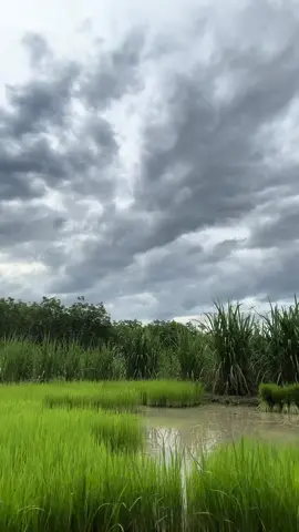 เข้าสู่โหมดทำนาแล้ว#วิถีชาวนา🌾🌾✌️✌️ @🎶❤️โต้ง ทุ่งแสง🥰 #มีความสุขมาก♥️ #ไม่มีหนี้มีสินสุขใจในแบบบ้านๆ🏠🚘🐂👩‍❤️‍💋‍👨👫❤️ 
