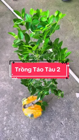 Mua & Trồng Táo Tàu Ở Vườn  #hienonha #taotau 