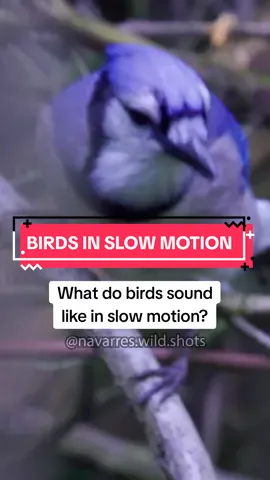 7 bird sounds slowed down 🎶 Which bird calls should I do next? These birds were mostly filmed in Kentucky but can be found all over the Eastern US  #birdsounds #bluejay #birdcalls 