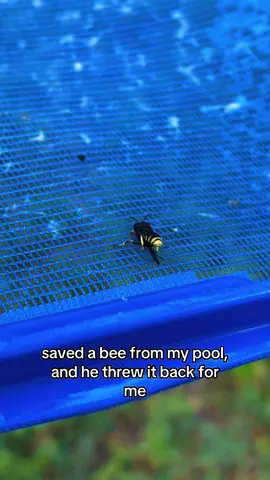 i mean he didnt have to do all that for me, but i appreciate it. SAVE THE BEES!! & im aware its a wasp😭😅 #throwthatahhinacircle #savethebees #foryou #foryoupage #throwitback #xybca #beeshow #wasp 