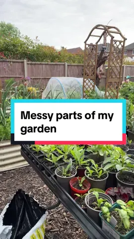 Shhhh dont tell anyone 🤣  #allotment #garden #vegetablegarden #gardentok #homestead #growyourownfood #allotmentuk #compost #composting 