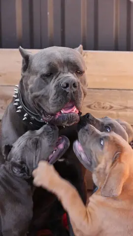 Отвоевать личное пространство в многодетной семье #канекорсобеларусь #canecorsoitaliano #canecorsopuppy #fyp #foryou 