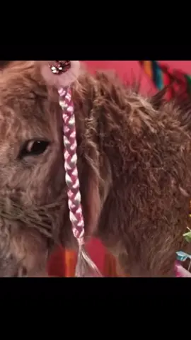 #ghetto #geasy #ghettogeasy #luizejlli #kafenejajone #viral #dingding #shqip #fy 