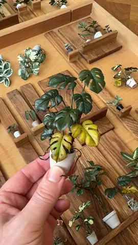 A few handmade miniature plants made from oven-hardening polymer clay. The monstera with the dying leaves is your favorite and I really enjoy doing that side of reality. #astridwilkdiy #polymerclaycane #polymerclaycanes #polymerclaytutorial #polymerton  #miniaturen #myfimo #miniaturemaking #botanicalart #miniatures #smallthings  #ミニチュア #clayart #claycreations #dollhouseplants #plantsplantsplants #plantsmakepeoplehappy #modelmaker #dollshouseminiature #ドールハウス #miniatureart #polymerclayplants  #urbanjunglebloggers #midcentury #polymerclaytutorial #miniature  #dollhouseminiatures #dollhousediy #polymerclayflowers #miniatureflowers #monstera 