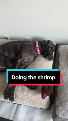 Doin the shrimp #dogsoftiktok #dogtok #gsp #Outdoors 