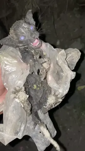So here is the background story of this little stray kitten. She is a rescued cat 🐈‍⬛❤️ #rescuecat #kitten #stray #poorcat #catstory #street #rescued #humanity  #kitty 