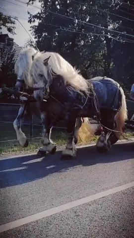 #fyp #caiigrei @Tian betean #romania 