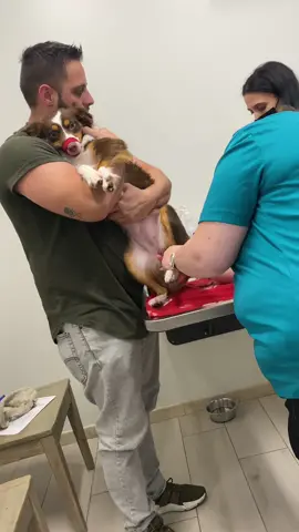 My bad dog 😅 She absolutely HATES the Vet 😭  #baddog #dog #veterinarian #dogsoftiktok #australianshepherd #aussiesdoingthings 