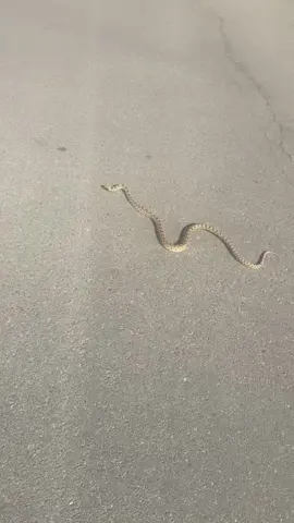I have a simple logic where I live, If it doesn’t rattle it doesn’t have the hurt juice. Idaho has 12 species of snakes and the rattle snakes are the only venomous snakes we have here.  Didn’t want it to get ran over in the parking lot.  #bullsnake #bullsnakesofinstagram  #snake #snakes #snakesofinstagram #reptile #reptiles #reptilekeeper #reptilelover #reptilesofinstagram #wildlife #wild #wildanimals #animals #idaho #boise #snek #cute #daily 