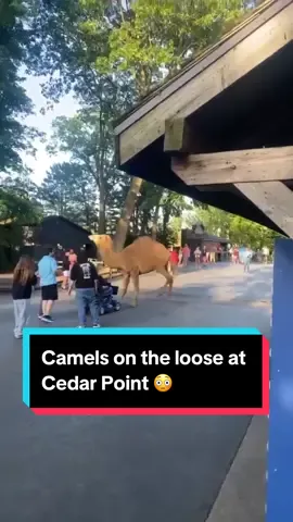 The petting zoo camels at #cedarpoint got loose 😳 Luckily, no one was hurt!  #mikeyandbob #pittsburgh #amusementpark #pettingzoo #podcast #radio #iheartradio #podcastersoftiktok #podcaster #animals #camels #PETA 