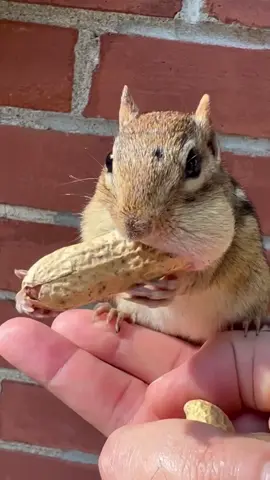 Singer chipmunk is eating looong peanut! 🐿🥰 #animals #chipmunk #cute #foryou #foryoupage #funny #usa #uk #london #tiktok 