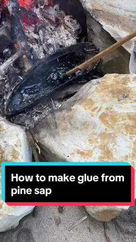 How to make glue from pine sap. This recipe is simpler than my previous video on the subject.  #fypage #nature #survivalskills 