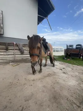 Izuniaa🫶🏻🎀 /  #viral #trend #fyp #fypシ゚ #dc #dlacb #dlaciebie #🎀🎀🎀🎀🎀🎀🎀🎀🎀🎀🎀🎀 #horse #🔝 #fypシ゚viral #izunia #izka #iza 