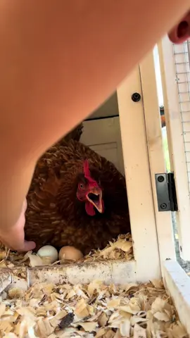 Came back from a week vacation to a broody hen. Open to all the tips on caring for a broody hen. #broodyhen #chicken #backyardchickens #homestead 