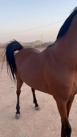 الشيخ هجرس🩶#🐎 