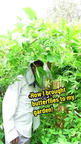 I love seeing butterflies in my garden! #passionvine #passionflower #supportwildlife 