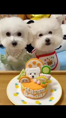 #puppy #개스타그램 #pets #댕댕이 #cute #강아지 #강아지스타그램 #animals #cutedog #멍멍이 