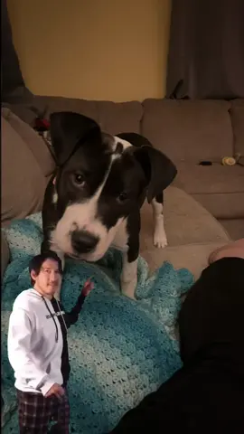 🥺 i miss baby Hank #puppy #pitbullmix #dogmon #roadto10k #teamwork #dogmom #dogmomlife #fyp #foryoupage 