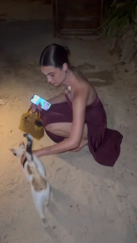 hypothetically speaking.. how would you adopt a cat from another country? 😅🐱 