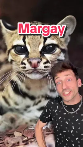The definition of a “copy cat” #margay 
