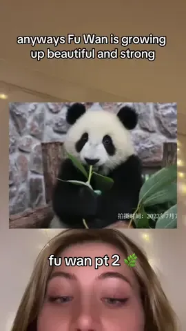 Replying to @petitemarie_ SHE GETS KNOCKED DOWN BUT SHE GETS UP AGAIN AINT NOTHING GONNA KEEP HER DOWN #fuwan #pandalore #huahua #panda #babypanda #china #beijing #menger #fubao #menglan #cute #hehua #menger #meilan #mengmeng #fubao  #花花 #chengdu #everland #baofamily #aibao #huibao #ruibao  
