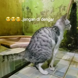 Hadehh Quen JUSMINE😪😪😥salah tempat😥#mickey013 #kucingkulucu13 #kucingberak13 #kucingsahabatotter13 #untuksemua #viralvideo #trending #viralvideomickey013 #trendingmickey013 