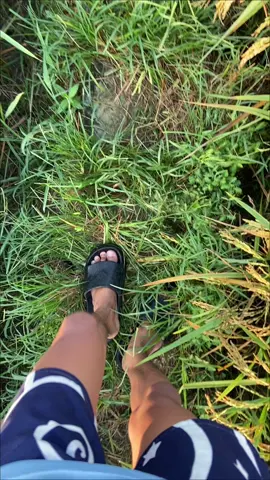 vibes pagi hari🍃 #fyp #vibespagi #sawah #patikidul #patiregency 