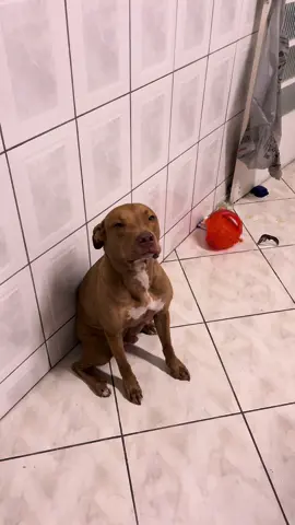 “quando cresce fica mais tranquilo” 🤨 #pitbull #cachorros #humor #rotina #fy