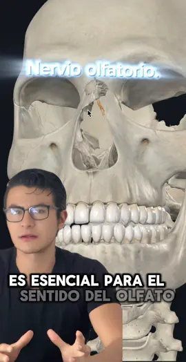 Par craneal I (Nervio olfatorio) #anatomia #craneo #nervio #parescraneales #repaso #examen #estudiante #fisioterapia #medicina 