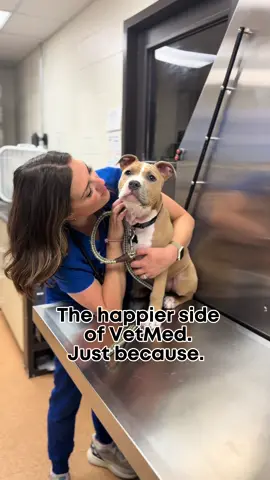 I love my job. Even on the hard days! No hard days featured here though 💙💙💙 #vetmed #veterinary #vetlife #vettech #dogs #cats