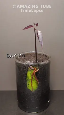 Growing Mango Tree from seed #timelapse #amazingtube #plants 